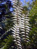 Ailanthus altissima