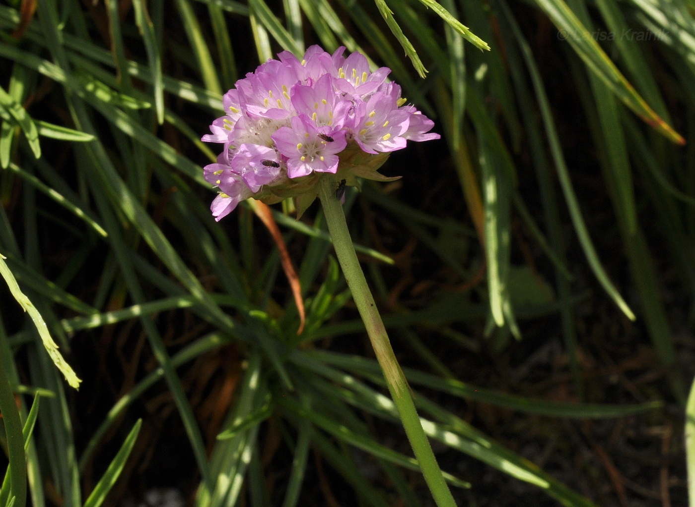 Изображение особи Armeria vulgaris.