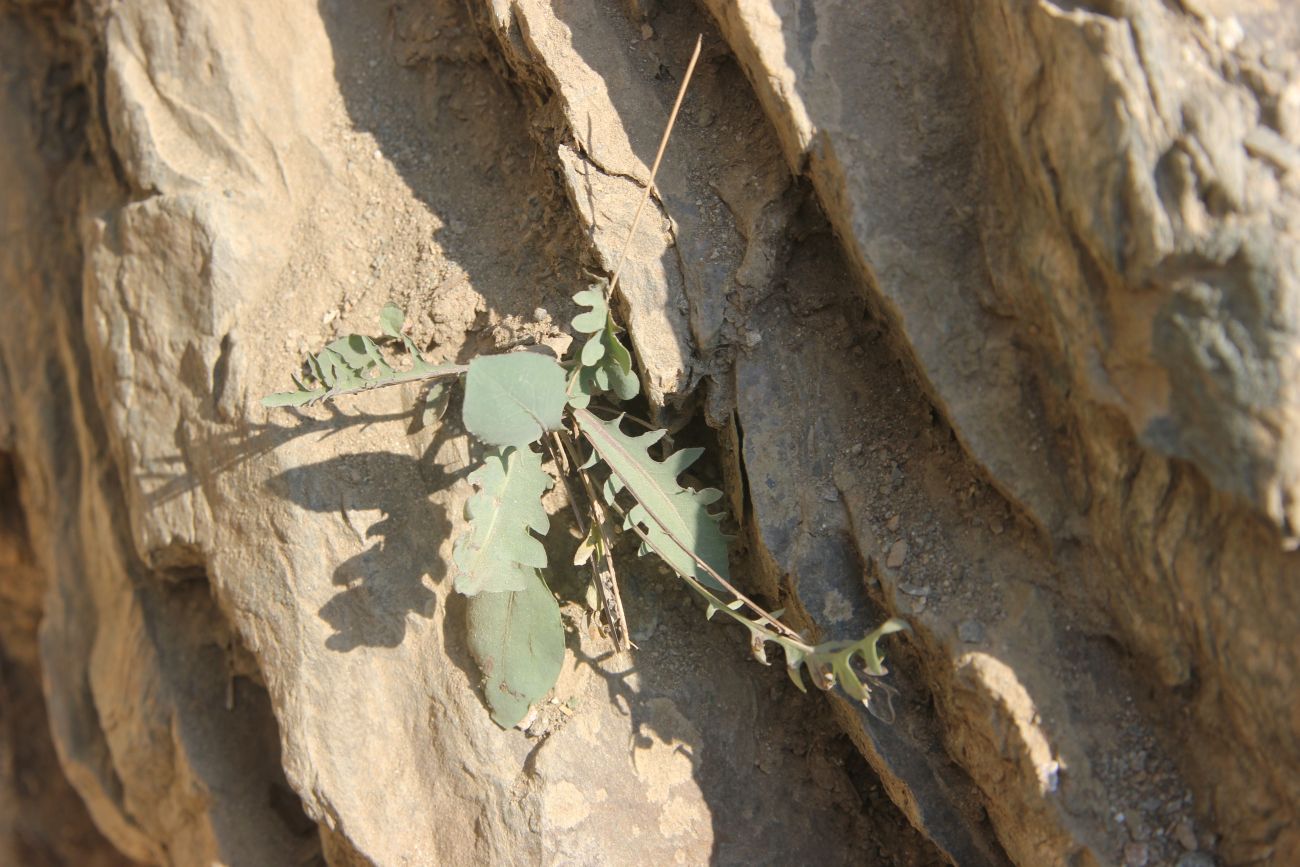 Image of Youngia tenuifolia specimen.