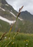 genus Carex. Верхушка побега с соцветием. Карачаево-Черкесия, Урупский р-н, Кавказский биосферный заповедник, Имеретинские озёра, у ручья, вытекающего из оз. Географов, ≈ 2700 м н.у.м., альпийский луг. 27.07.2022.