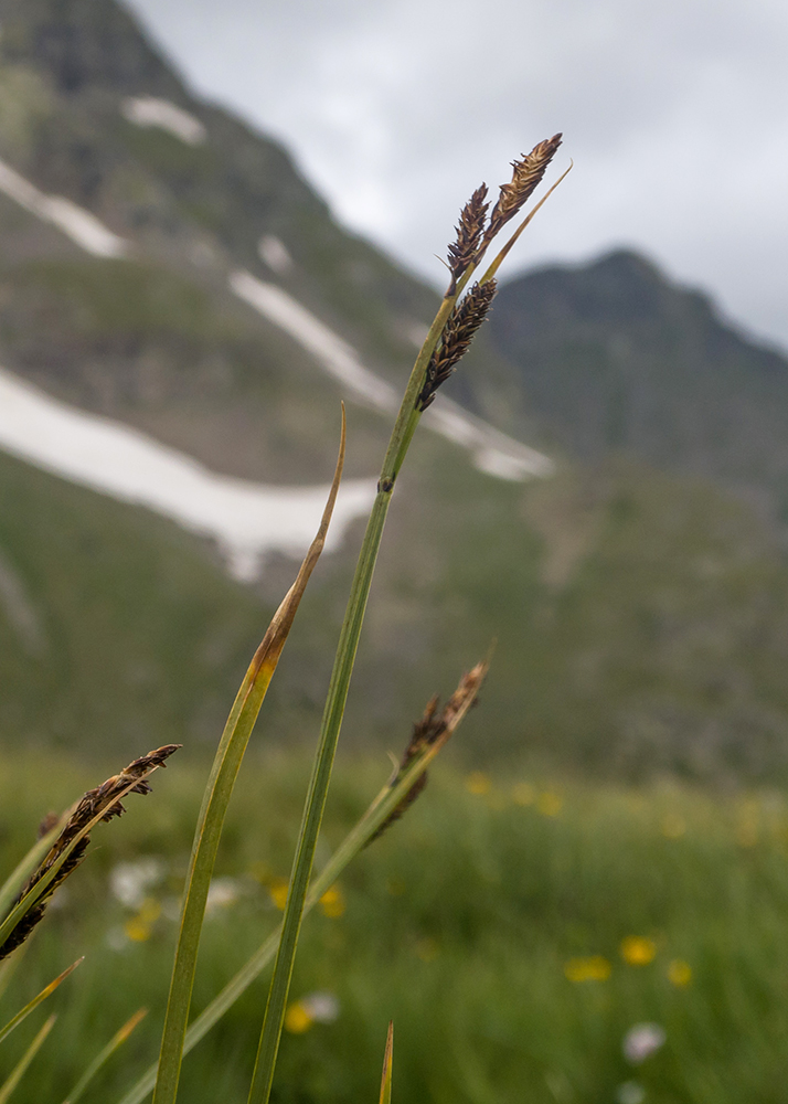 Изображение особи род Carex.