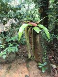 Huperzia phlegmaria. Спороносящее растение на пне; вверху - вайи Asplenium. Шри-Ланка, нац. парк \"Синхараджа\", дождевой лес. 04.12.2022.
