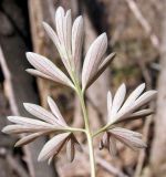 Corydalis turtschaninovii