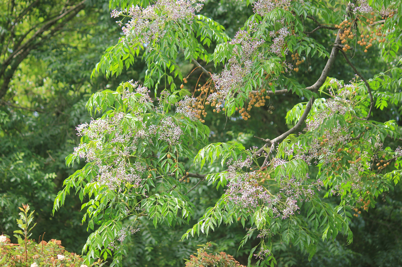 Image of Melia azedarach specimen.