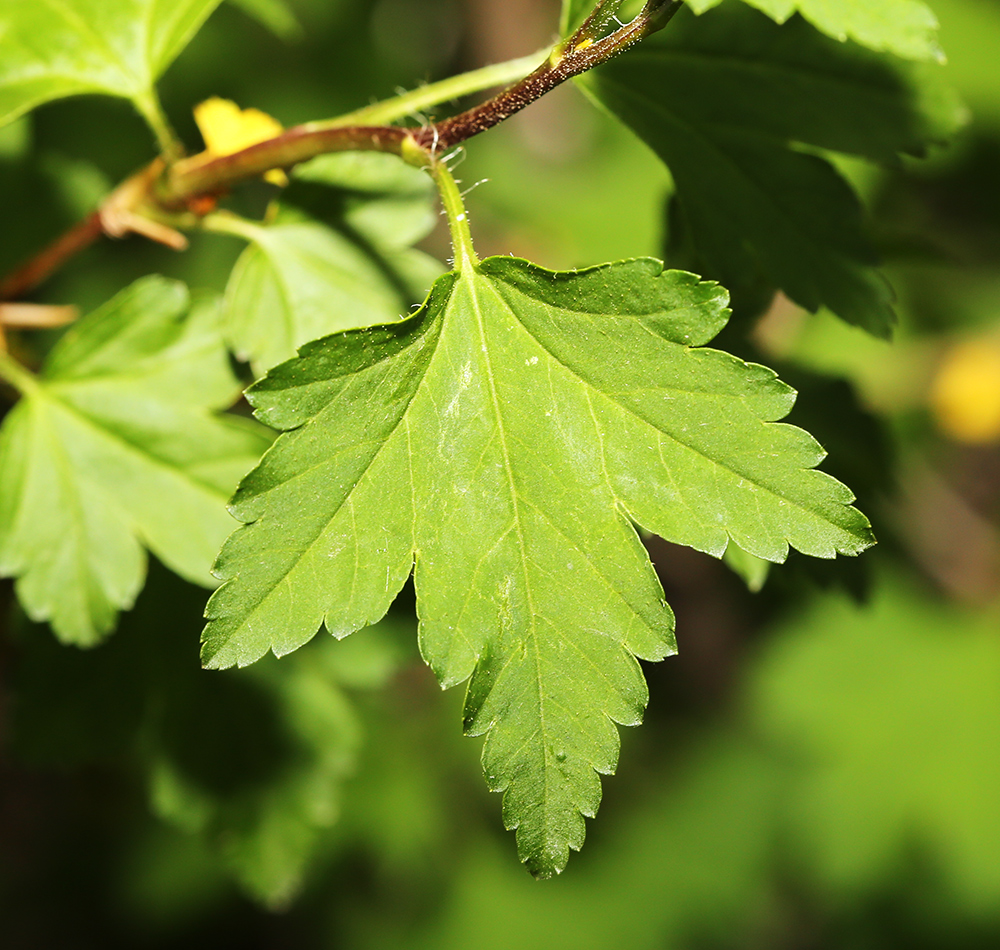 Image of Ribes komarovii specimen.