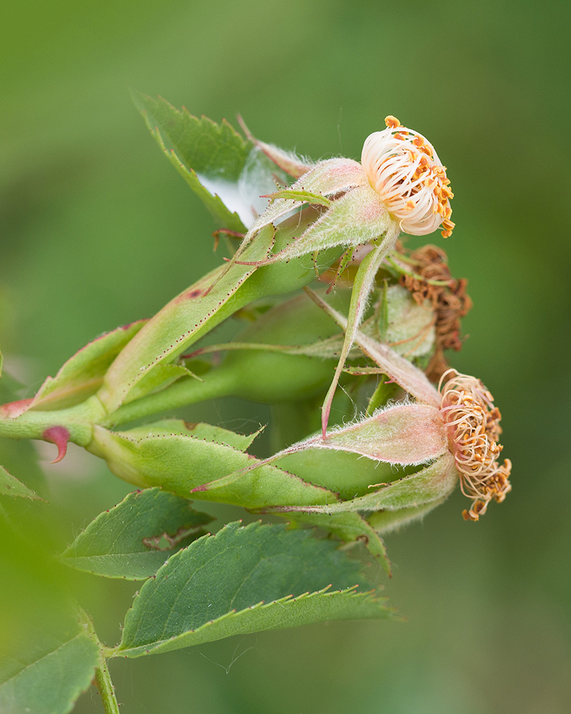 Image of genus Rosa specimen.