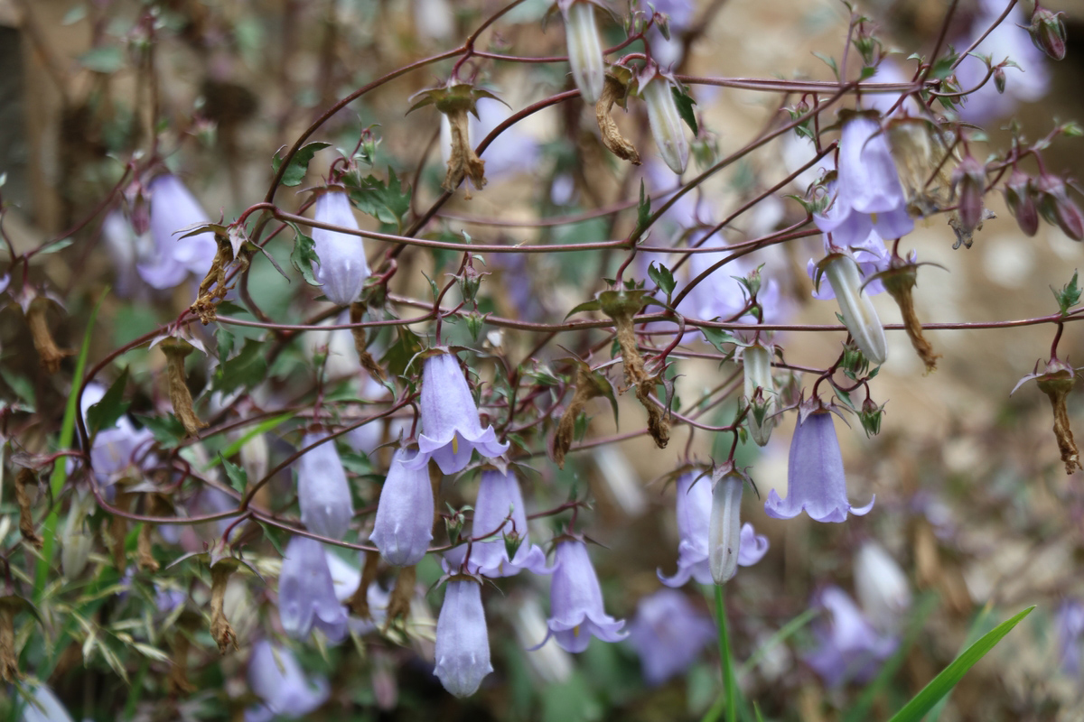 Image of Campanula armena specimen.