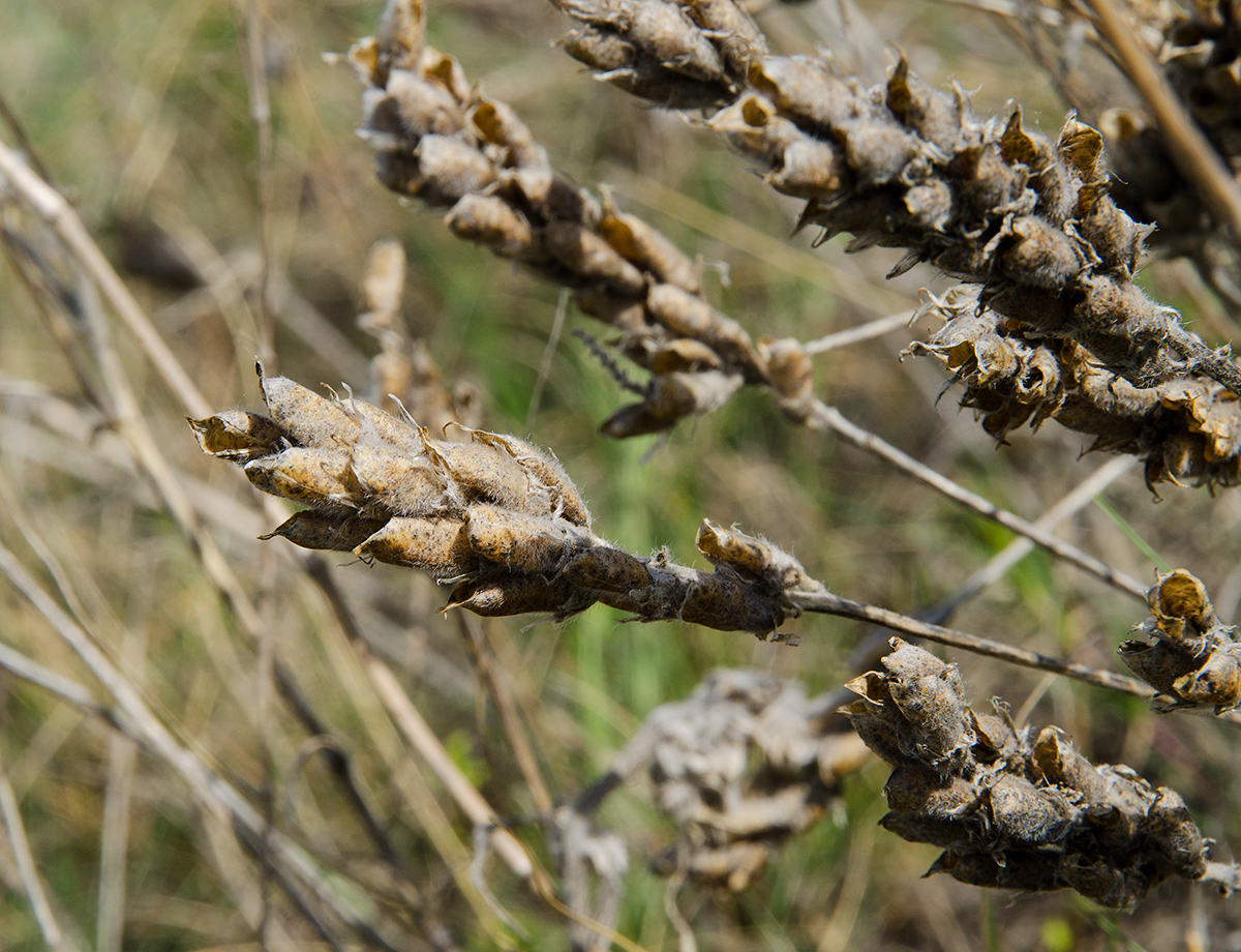 Image of Oxytropis pilosa specimen.