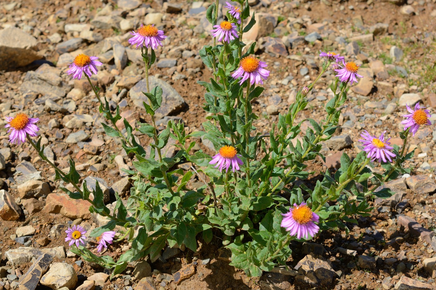 Image of Kemulariella caucasica specimen.