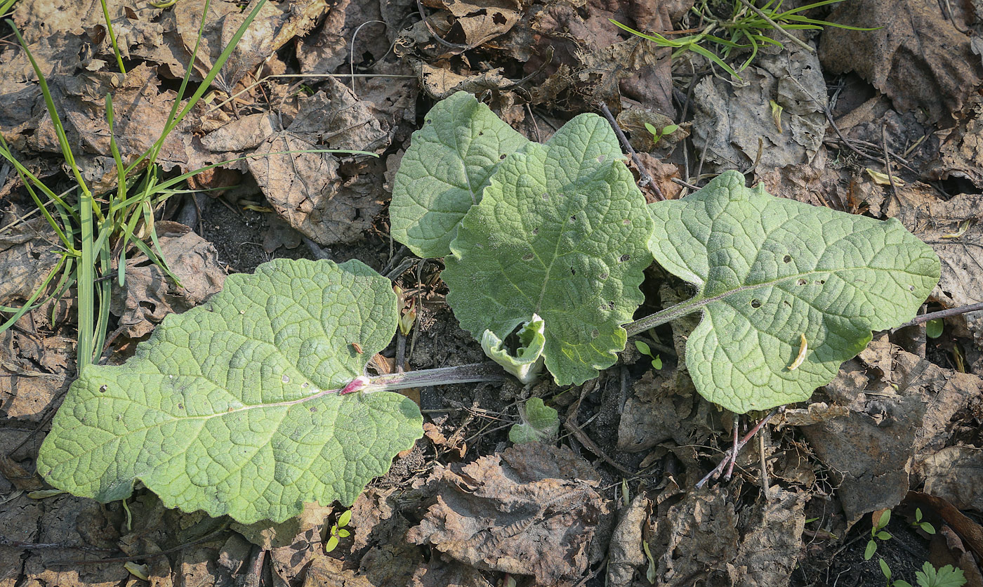 Image of Arctium tomentosum specimen.