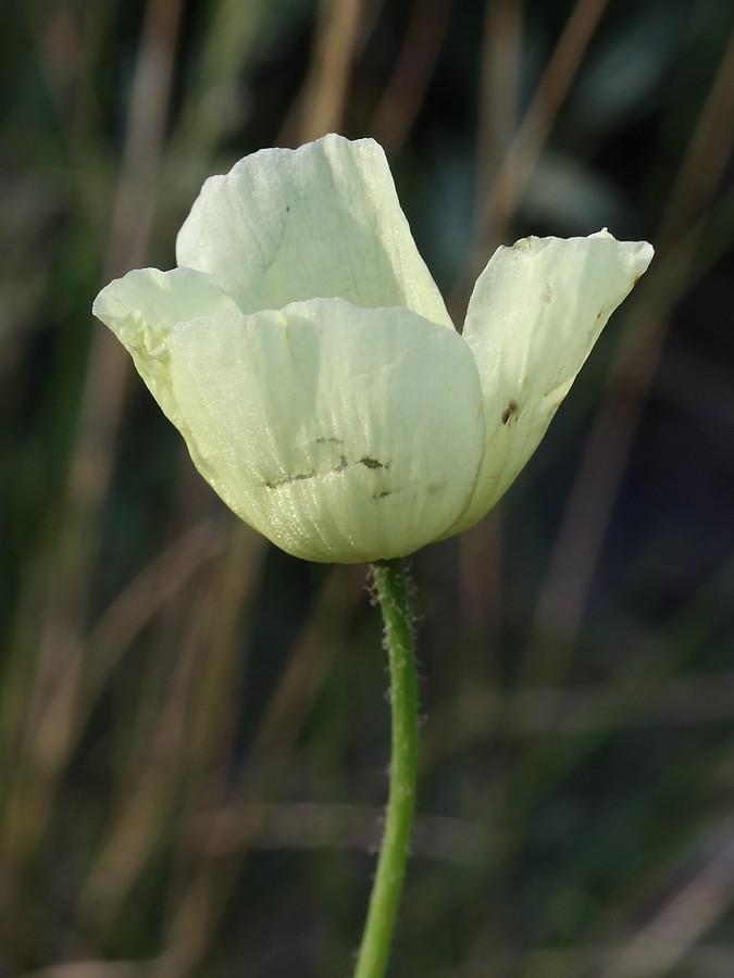 Image of Papaver lapponicum specimen.