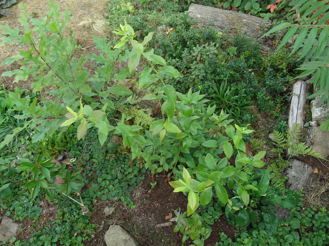 Image of Vaccinium fuscatum specimen.