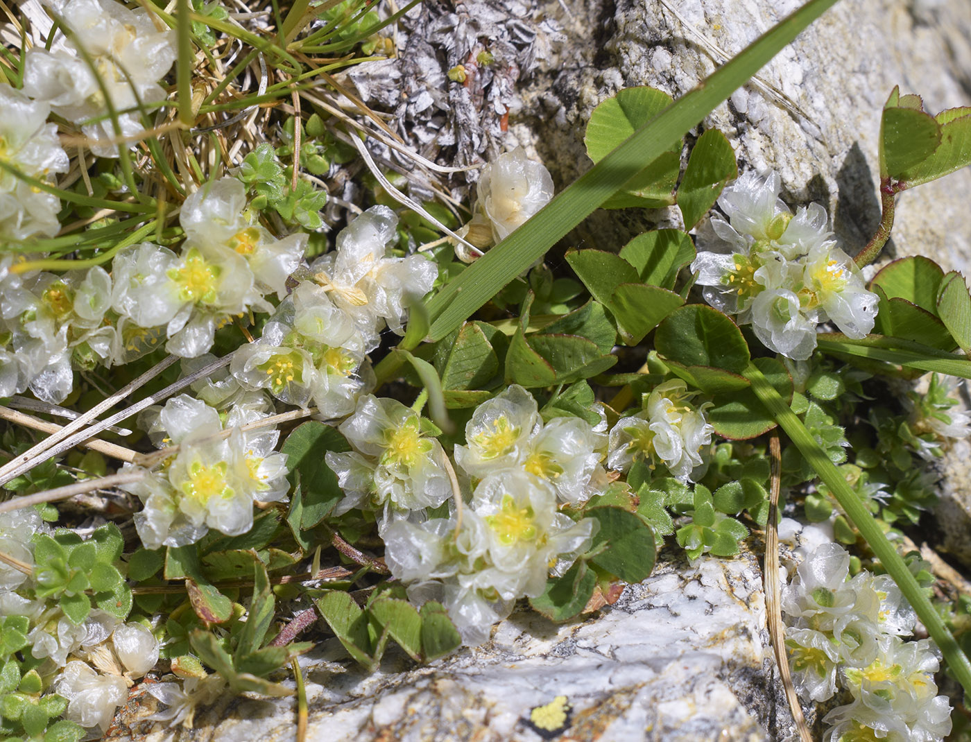 Image of Paronychia kapela ssp. serpyllifolia specimen.