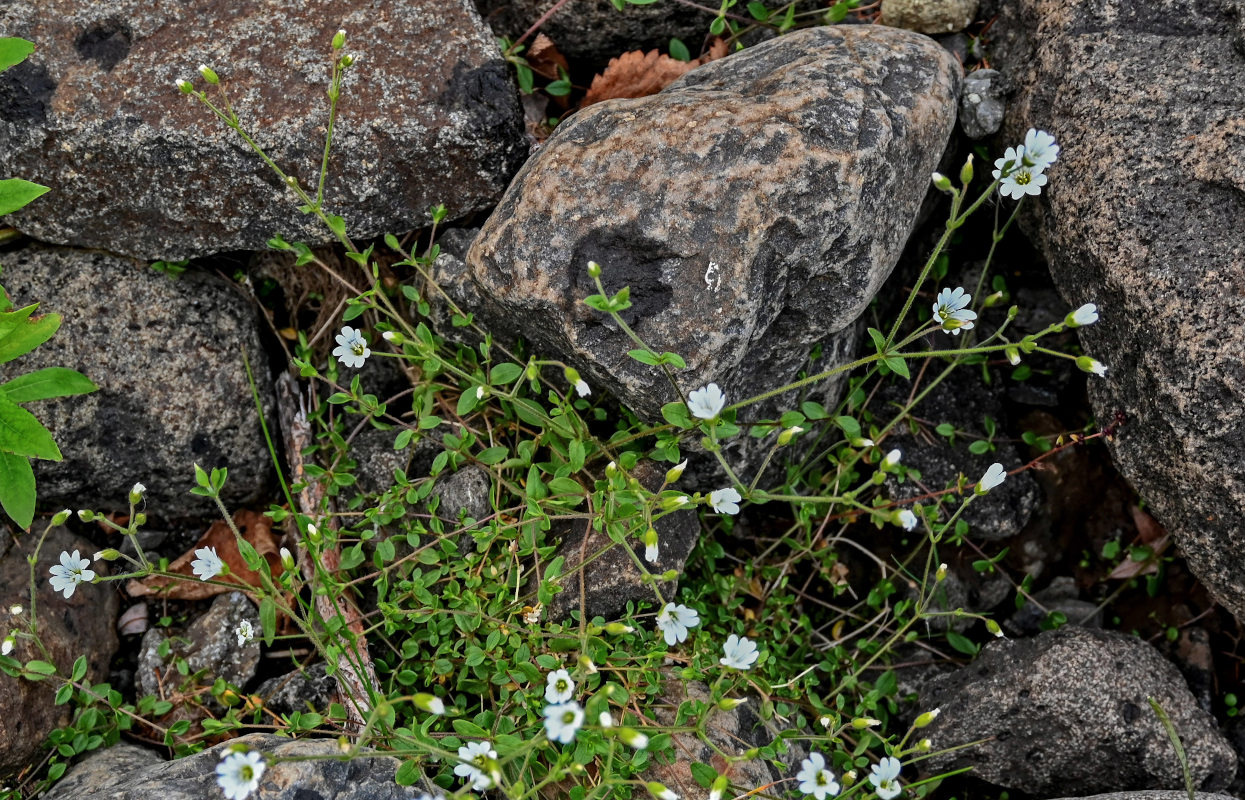 Изображение особи Cerastium regelii.