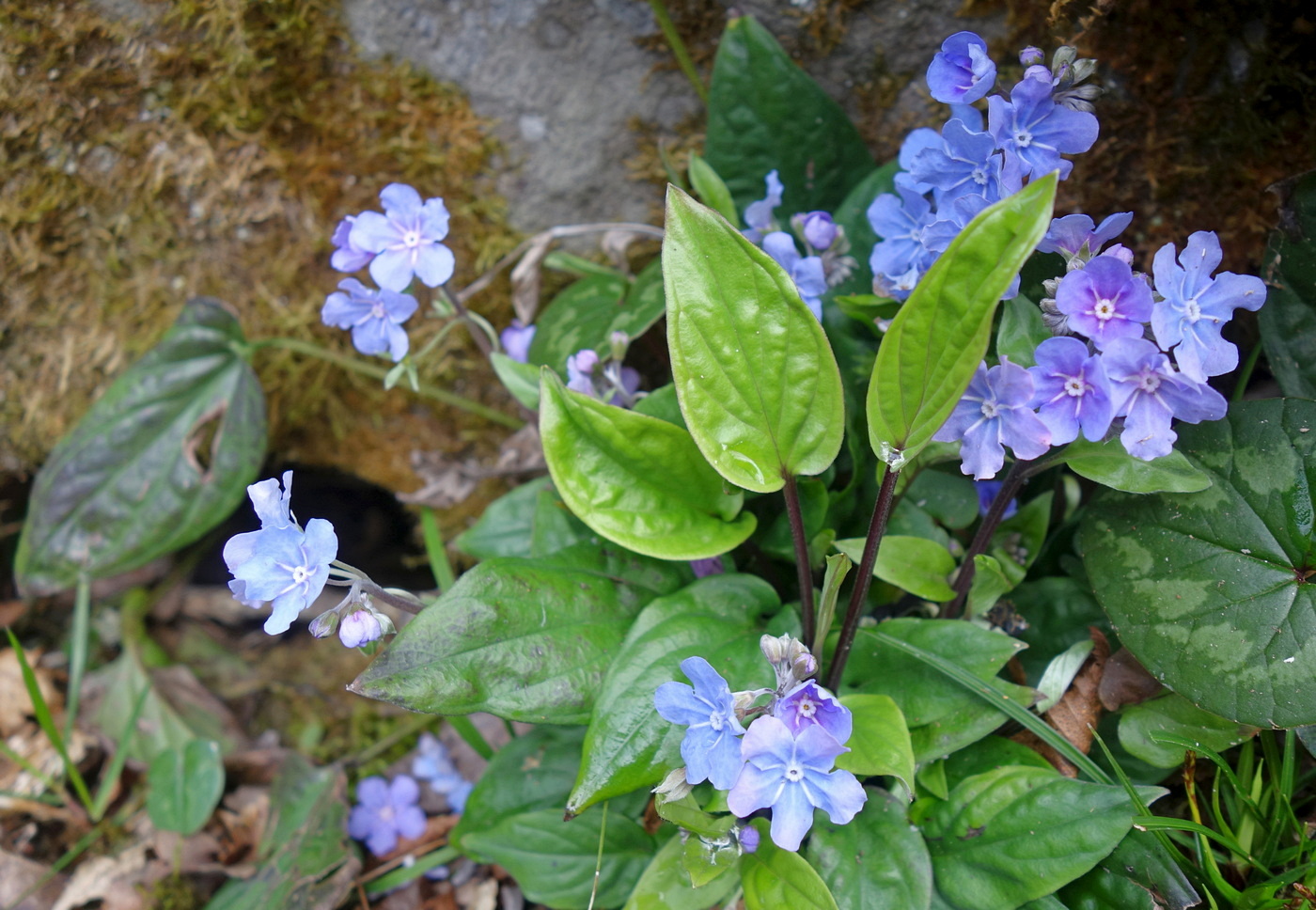 Image of Omphalodes cappadocica specimen.