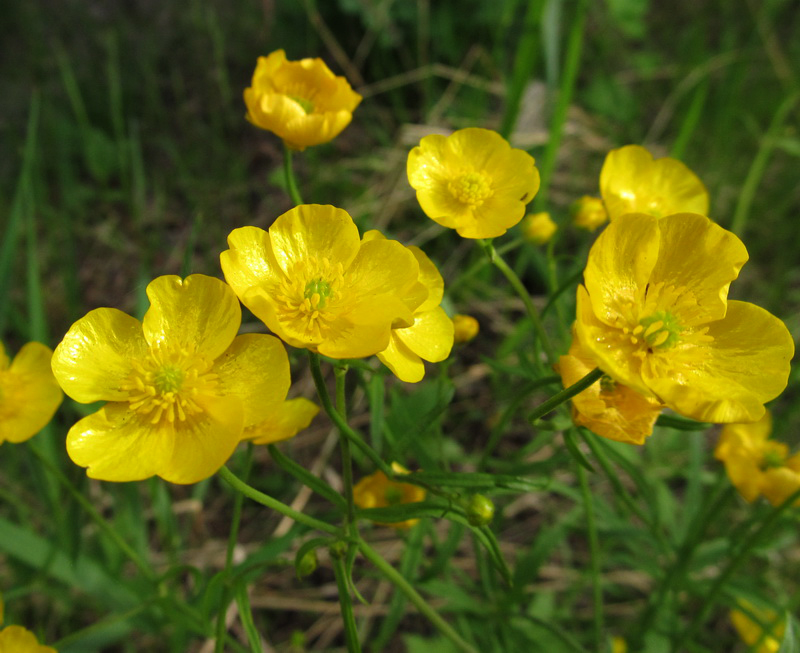 Изображение особи Ranunculus propinquus.