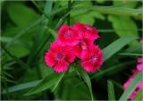 Dianthus barbatus. Цветки. Московская обл., Раменский р-н, окр. дер. Хрипань, садовый участок. 15.06.2024.