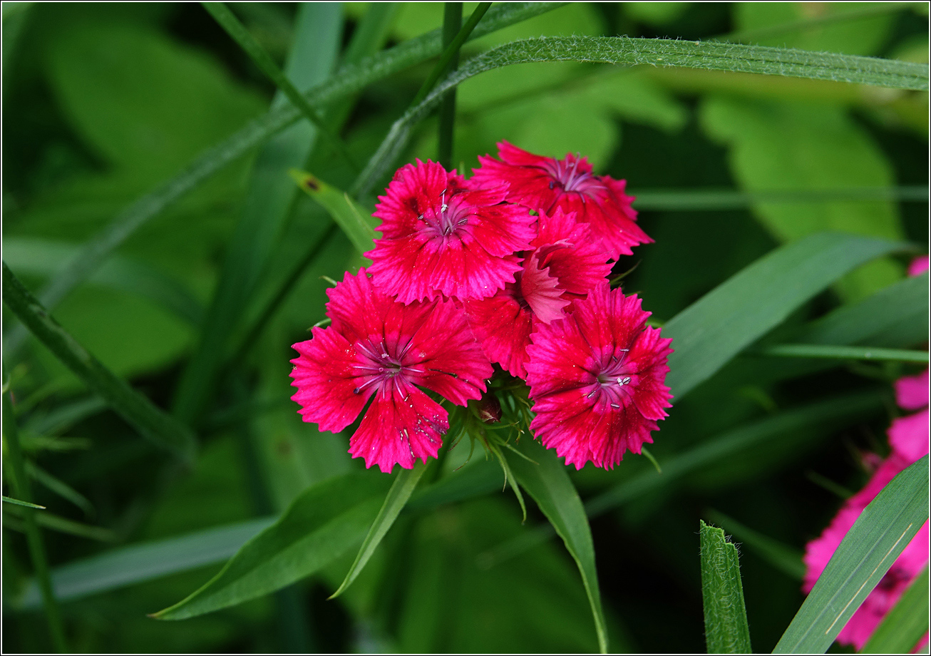 Изображение особи Dianthus barbatus.