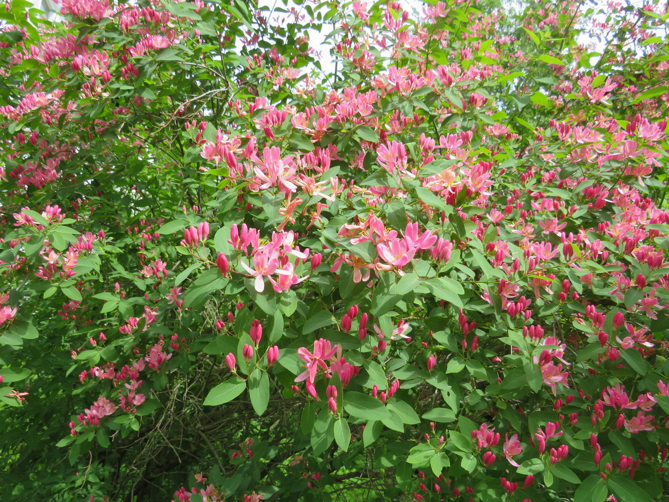 Image of Lonicera &times; bella specimen.