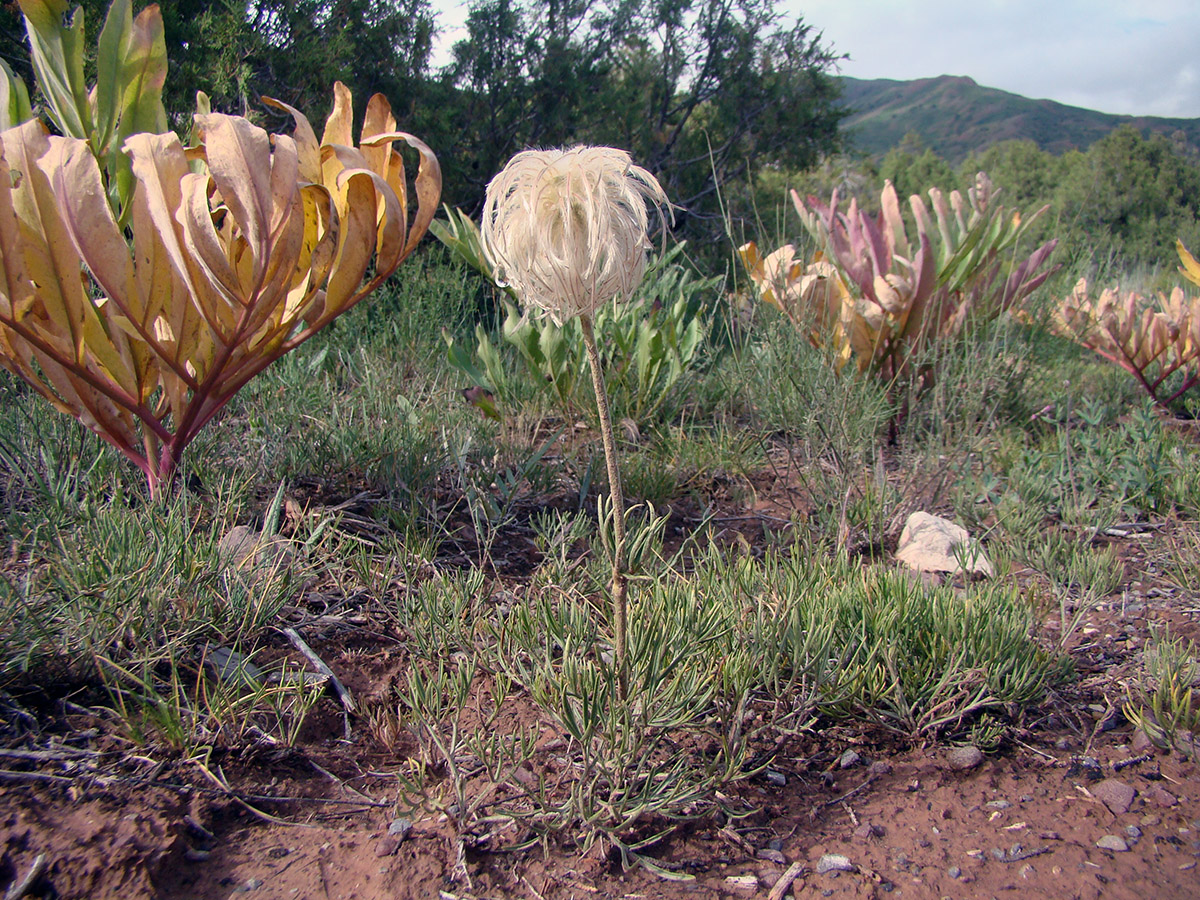 Image of Pulsatilla kostyczewii specimen.