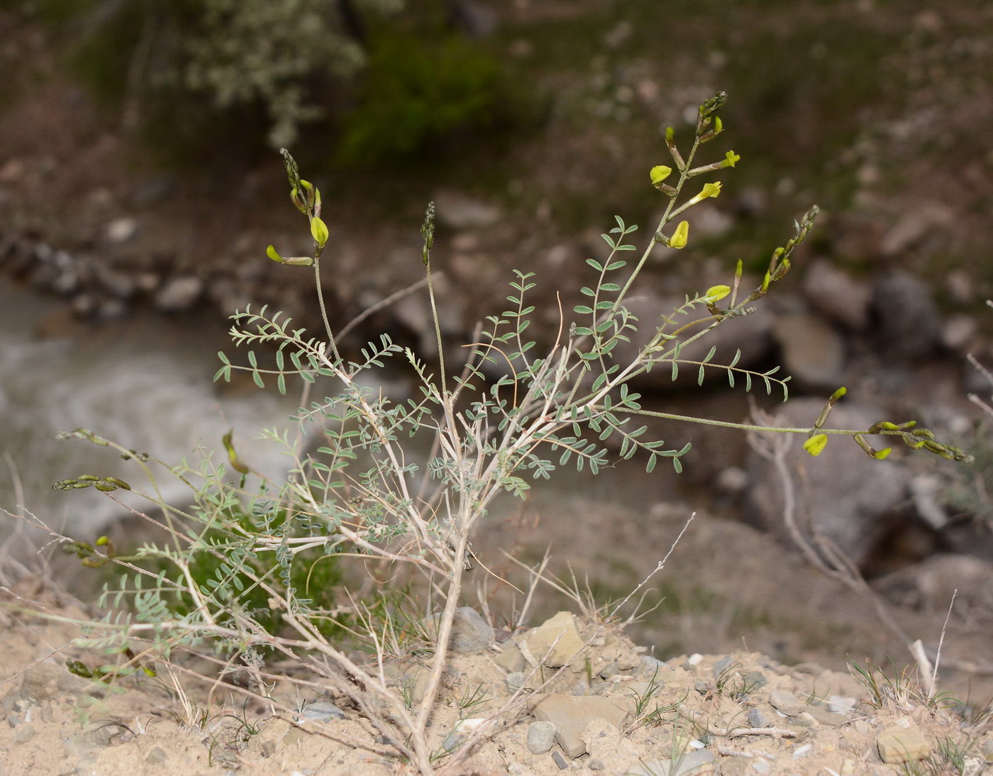 Image of genus Astragalus specimen.