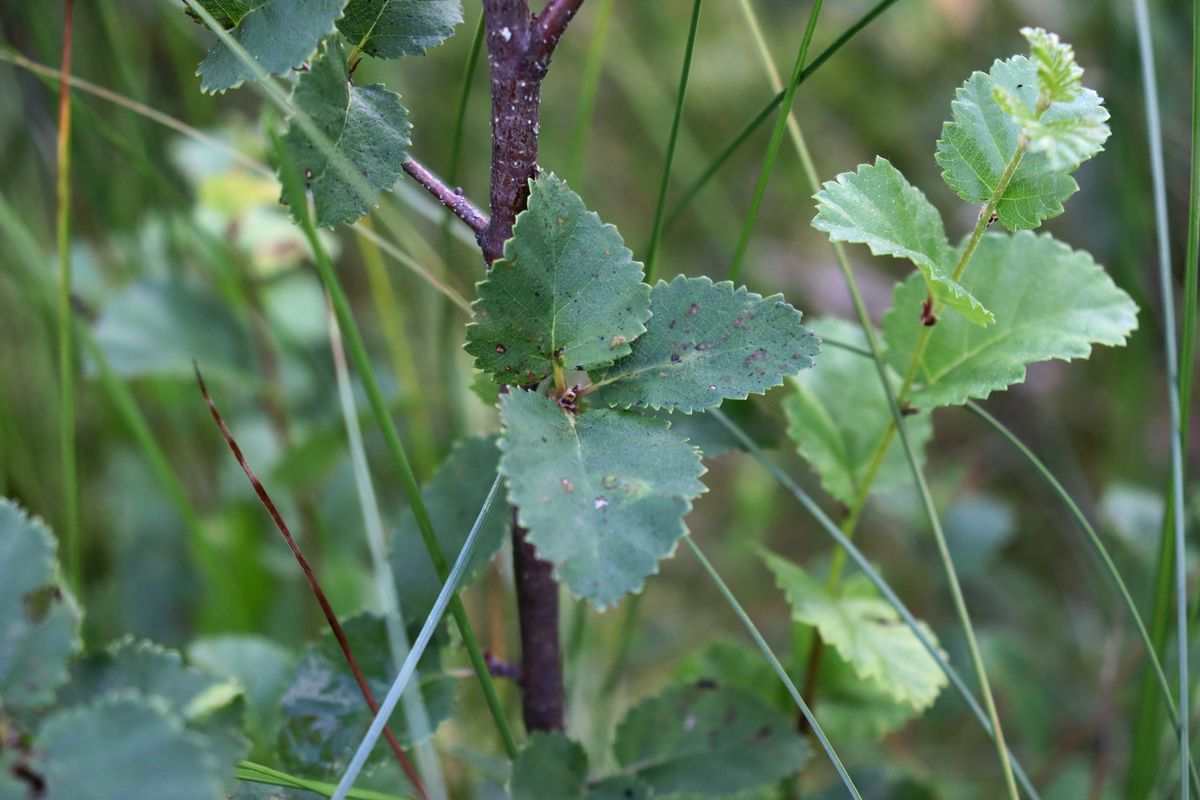 Image of Betula humilis specimen.