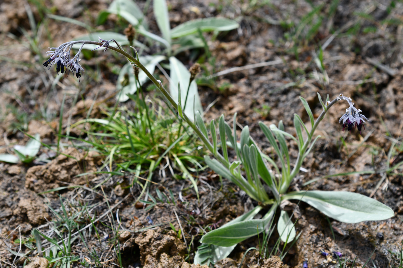 Image of Lindelofia stylosa specimen.