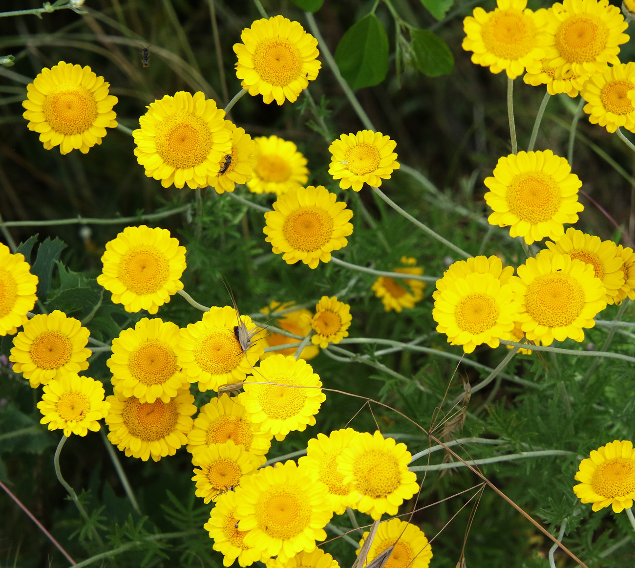 Image of Anthemis tinctoria specimen.