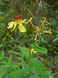 Hypericum gebleri