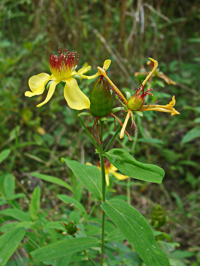 Image of Hypericum gebleri specimen.