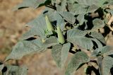 Datura innoxia