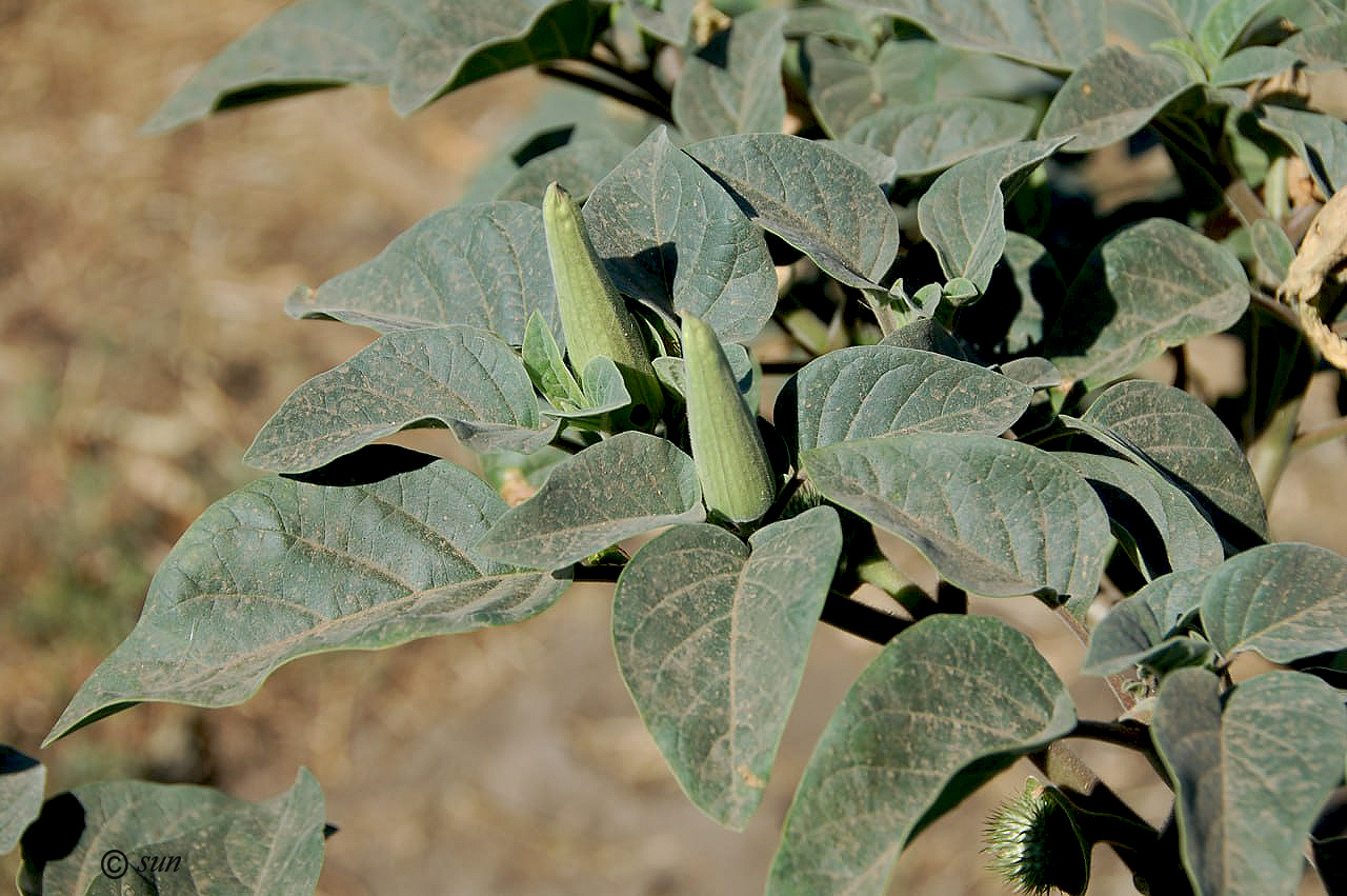 Изображение особи Datura innoxia.