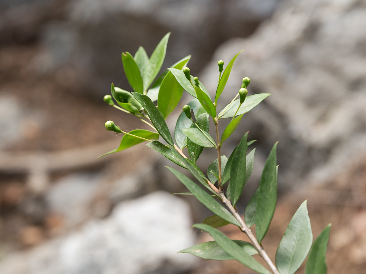 Image of Unknown species specimen.