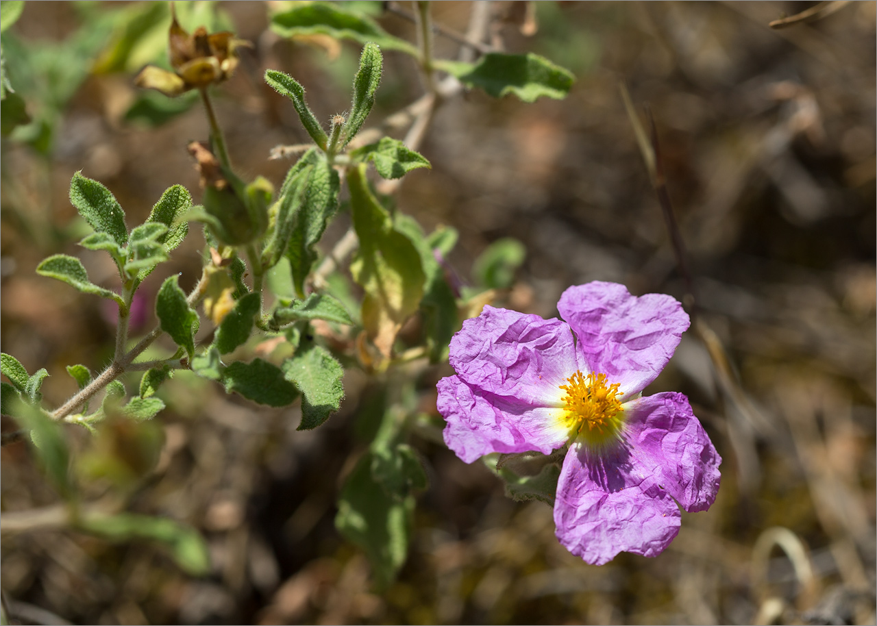 Изображение особи Cistus creticus.