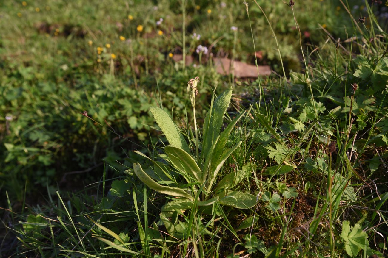 Image of genus Primula specimen.