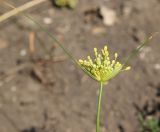 Allium flavum