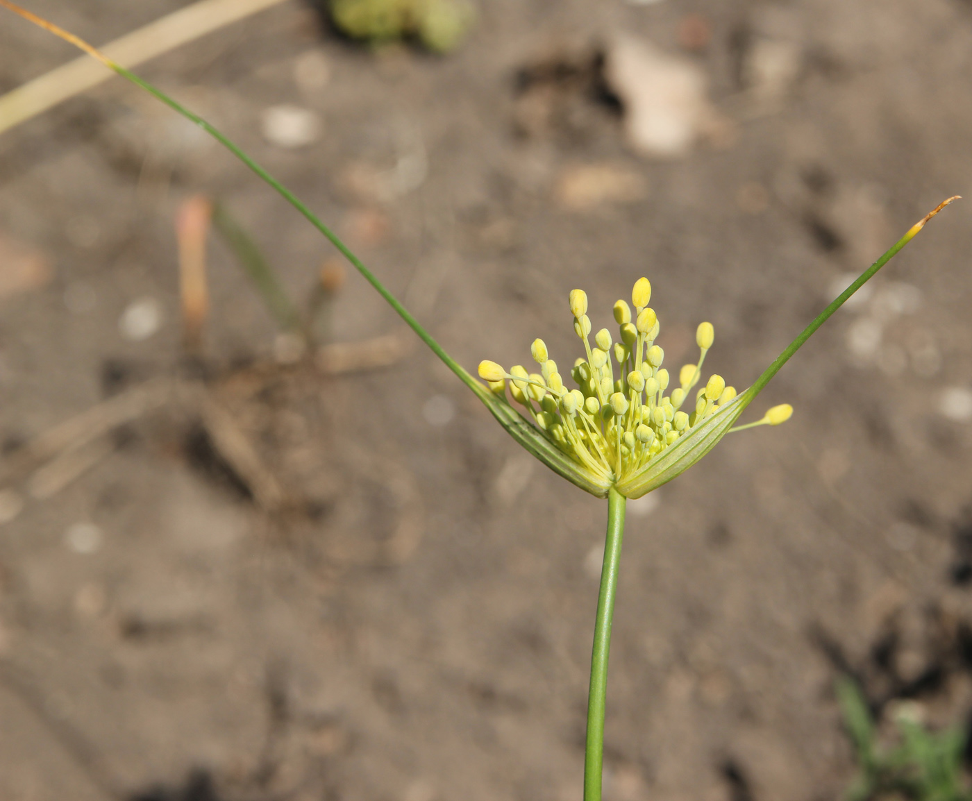 Image of Allium flavum specimen.