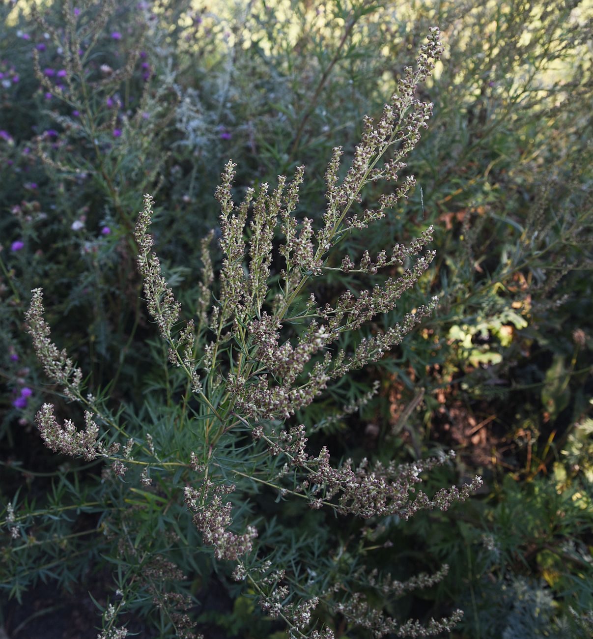 Изображение особи Artemisia vulgaris.