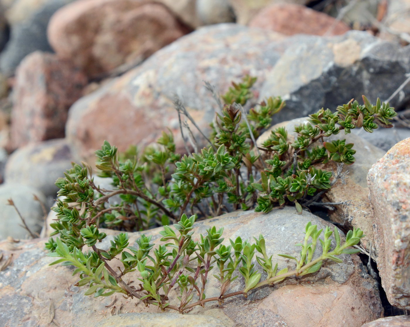 Image of genus Thymus specimen.