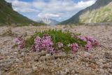 род Asperula. Цветущее растение. Кабардино-Балкария, Черекский р-н, окр. с/п Верхняя Балкария, долина реки Псыгансу, ≈ 2400 м н.у.м., донная морена. 30.07.2024.