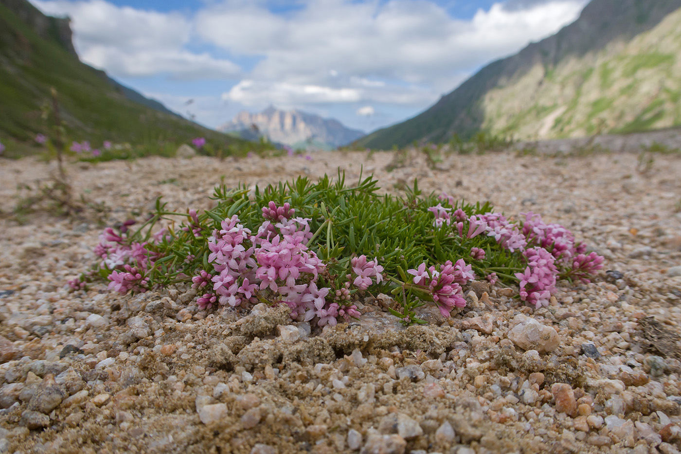 Изображение особи Asperula cristata.