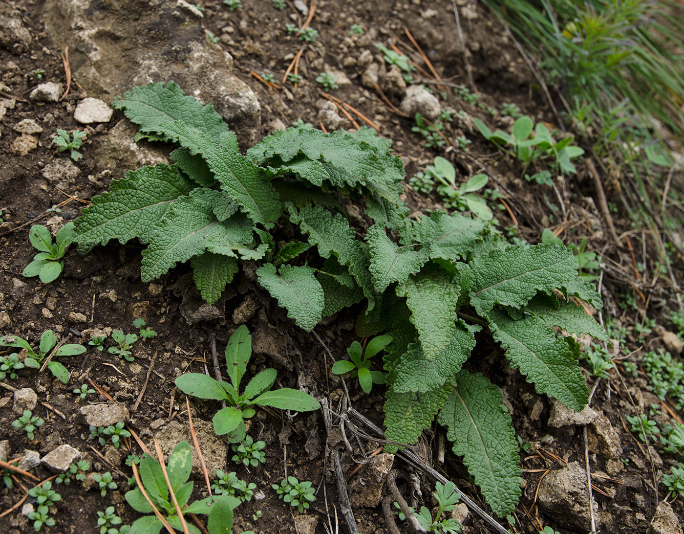 Изображение особи Salvia stepposa.