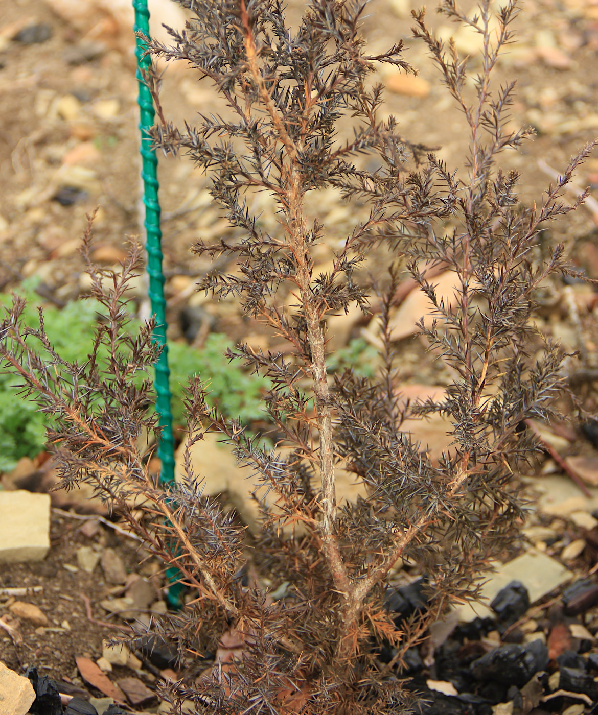 Изображение особи Juniperus virginiana.