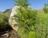 Athyrium distentifolium