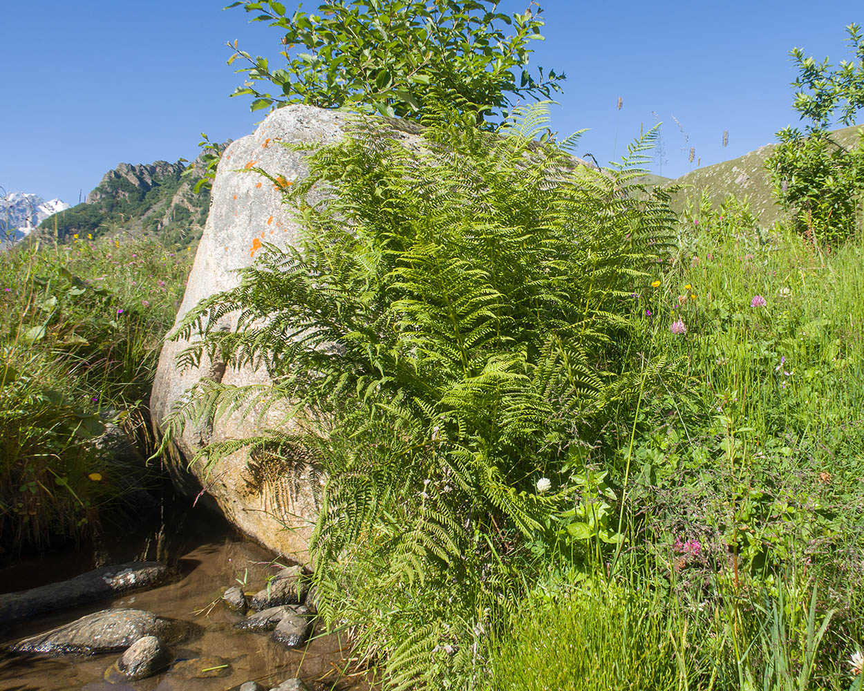 Изображение особи Athyrium distentifolium.