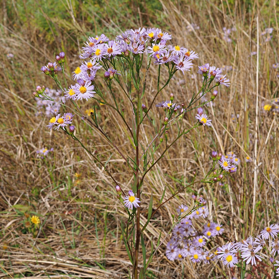 Image of Tripolium pannonicum specimen.