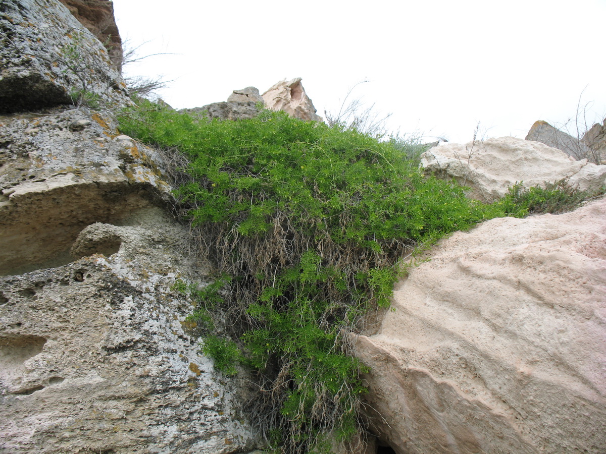 Изображение особи Malacocarpus crithmifolius.