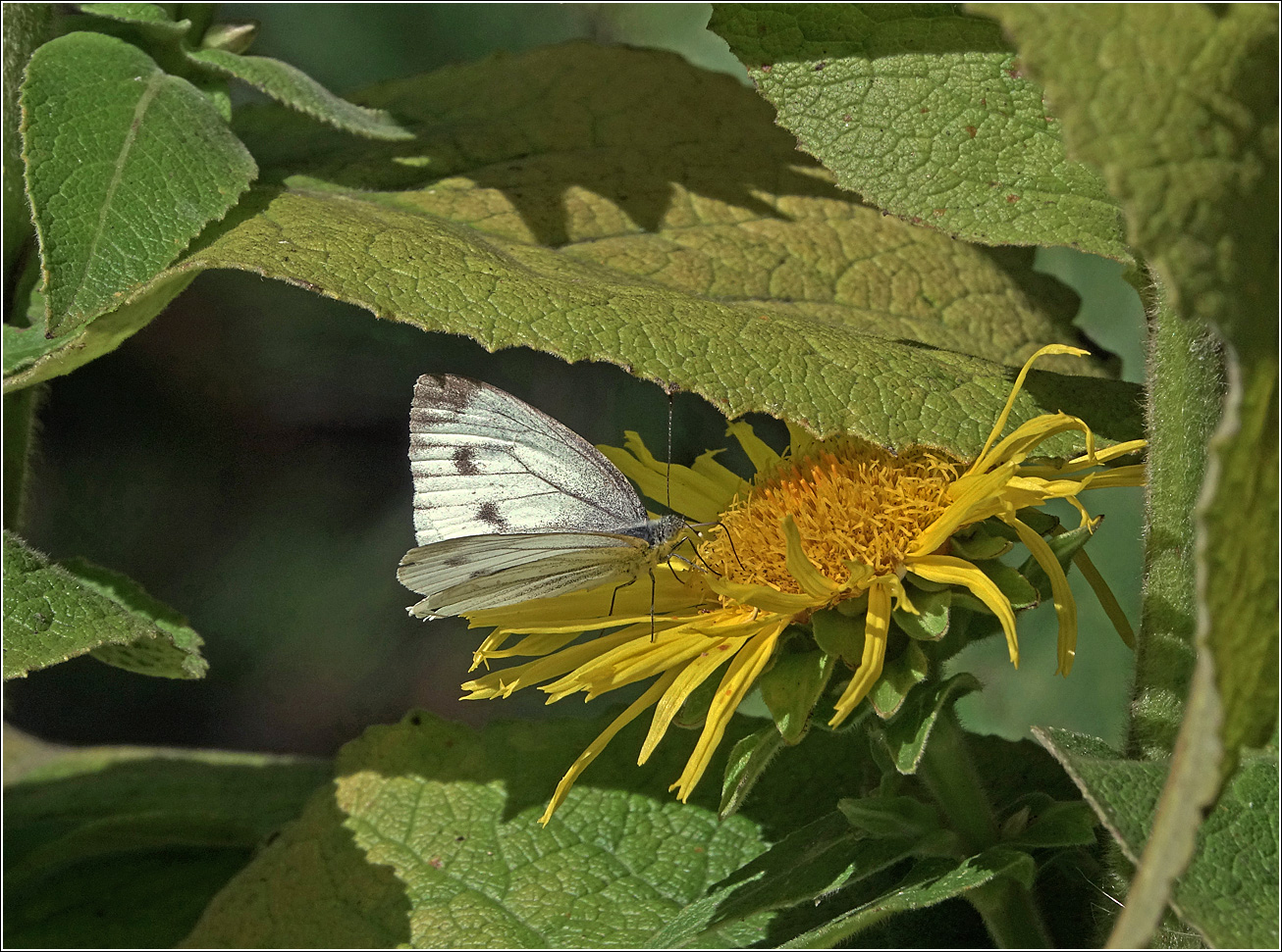 Image of Telekia speciosa specimen.
