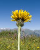 genus Hieracium