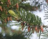 Смотреть изображение Pseudotsuga menziesii